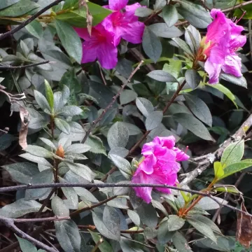 Рододендрон красивый