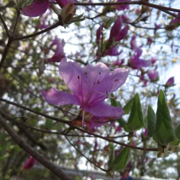Рододендрон сетчатый