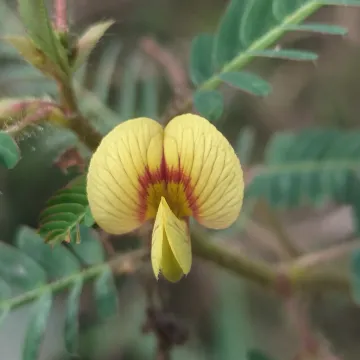 Indian jointvetch