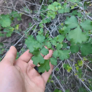 Сумах трехлопастный