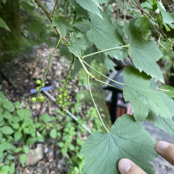 Смородина маньчжурская