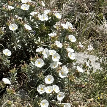 Silverbush
