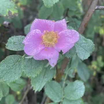 Роза калифорнийская