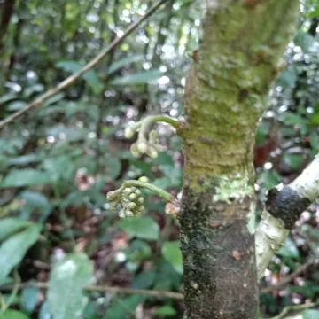 Raputia