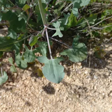 Щавель отвердевший