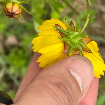 Goldenmane tickseed