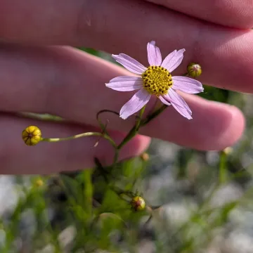 Hybrid coreopsis