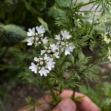 Coriander