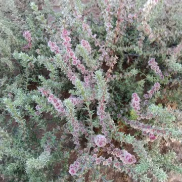 Солянка Паульсена