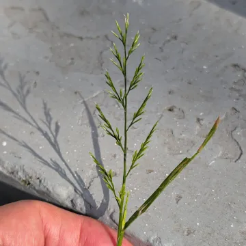 Scleropoa
