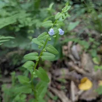 Scutellaria dependens