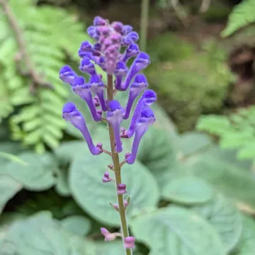 Discolored skullcap