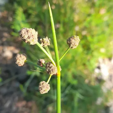Камыш южный