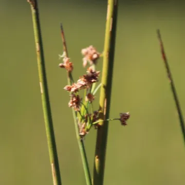 Schoenoplectus corymbosus