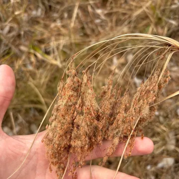 Woolgrass