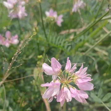 Вязель пестрый
