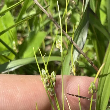 Scirpus koilolepis