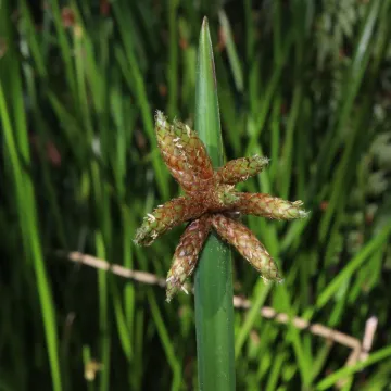 Bog bulrush
