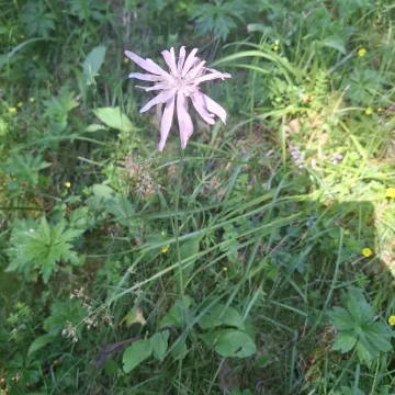 Podospermum roseum