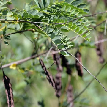 Drummond's rattlebush