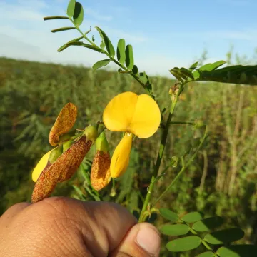 Sesbania exasperata