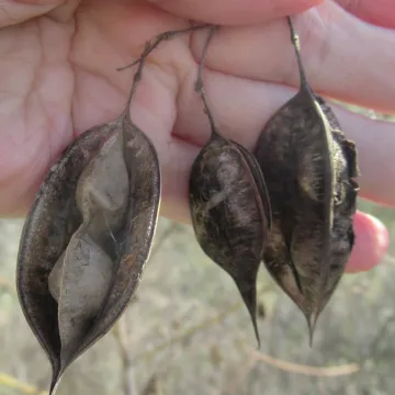 Sesbania vesicaria