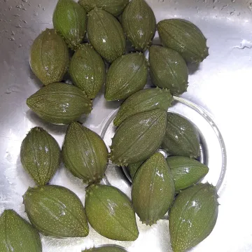 Сехіум такако