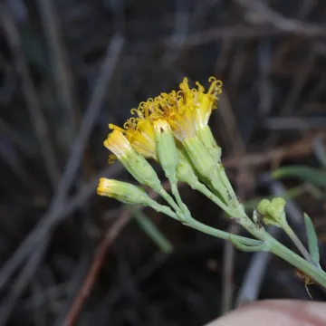 Senecio cunninghamii