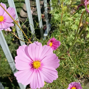 Garden cosmos
