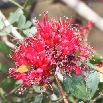 Schotia capitata