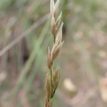 Sieglingia
