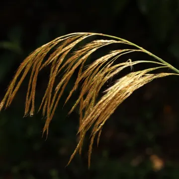 Sclerostachya