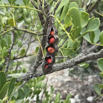 Texas mountain laurel