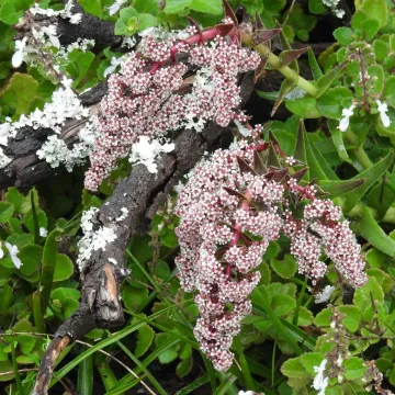 Crassula capitella