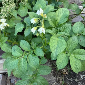 Solanum phureja