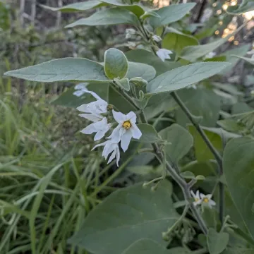 Solanum sublobatum