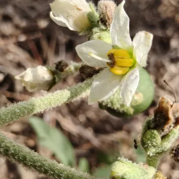 Solanum umbellatum