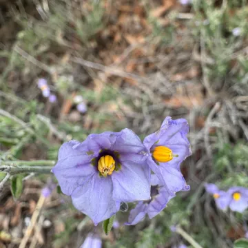 Blue witch nightshade