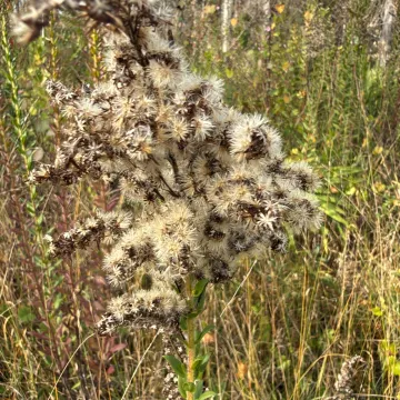 Solidago fistulosa