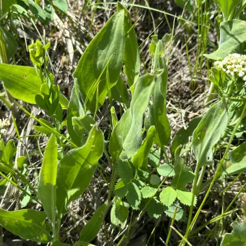 Stiff goldenrod