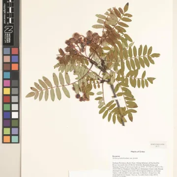 Pratt's mountain ash