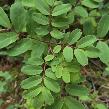 Sitka mountain ash