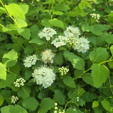 Спирея дубровколистная