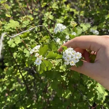 Спирея трехлопастная