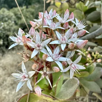 Crassula ovata