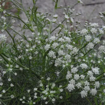 Seseli tortuosum