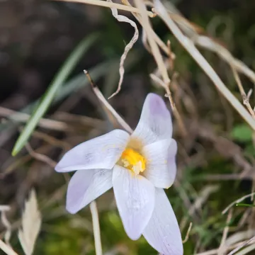 Шафран карпетский