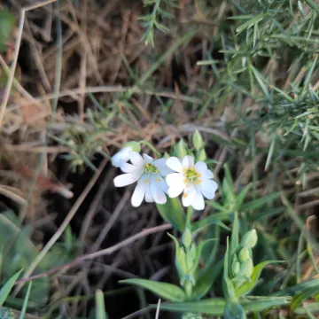 Greater stitchwort