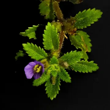 Stemodia verticillata