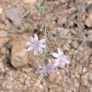 Stephanomeria pauciflora